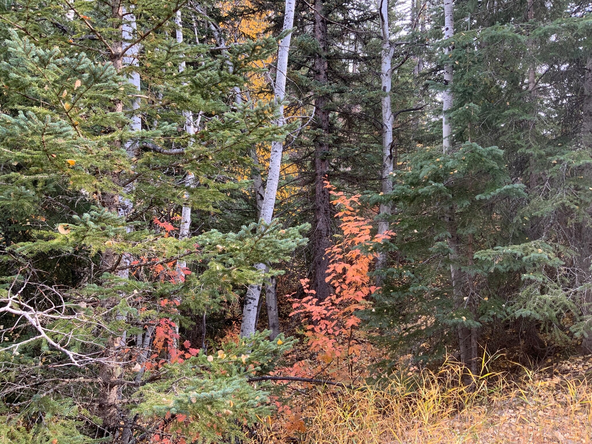 TBD Cutting Mine Road, Lead, SD for Sale