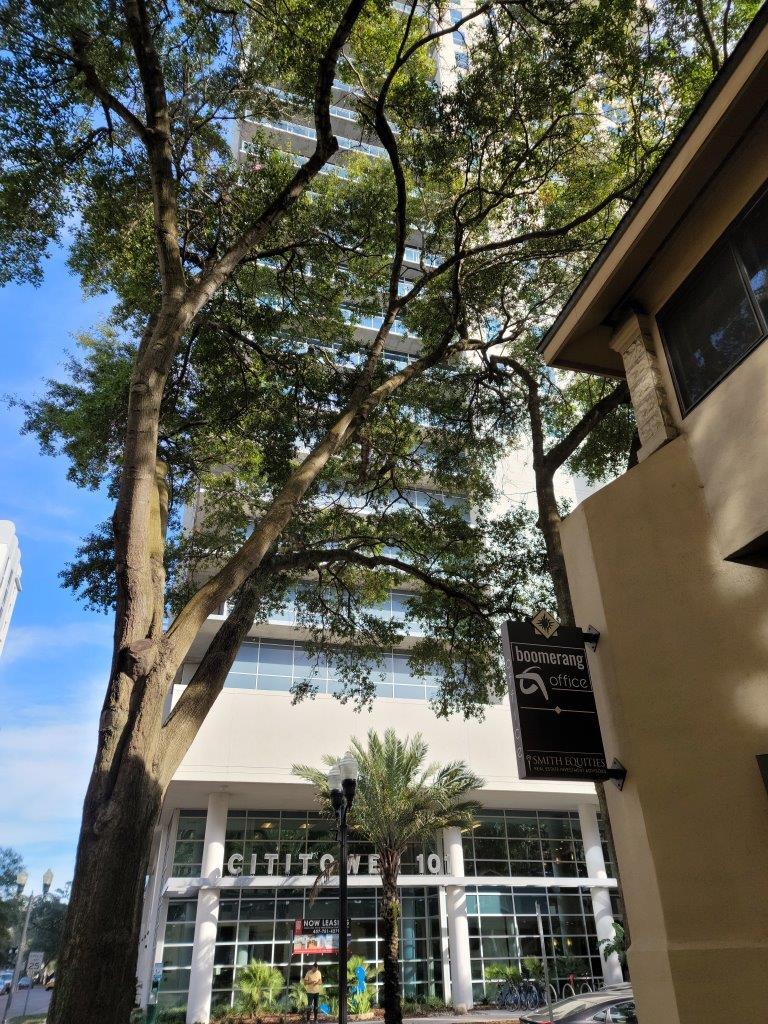 350 E Pine St, Orlando, FL for Rent