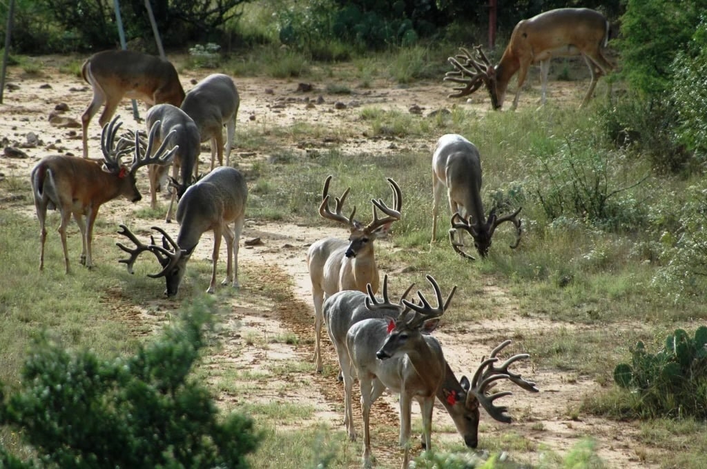 1681 FM 574 W, Mullin, TX for Sale