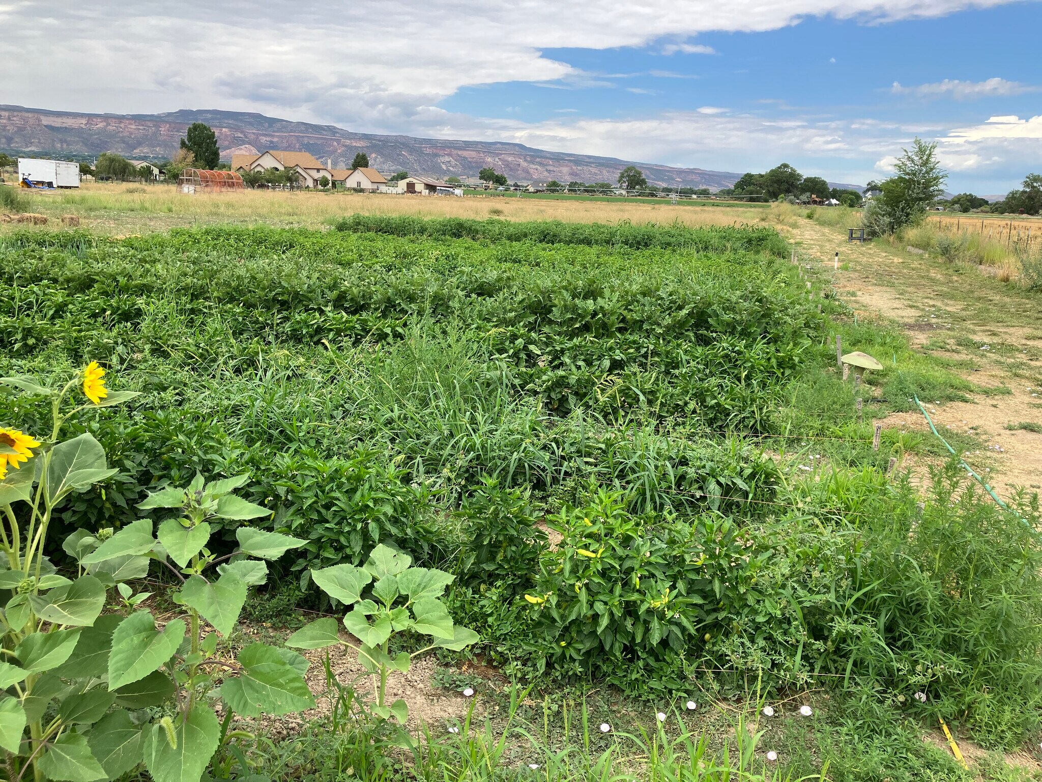 887 23 Rd, Grand Junction, CO for Sale