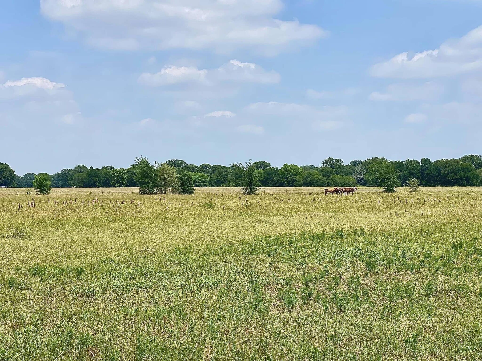 12053 S State Hwy 34, Scurry, TX for Sale