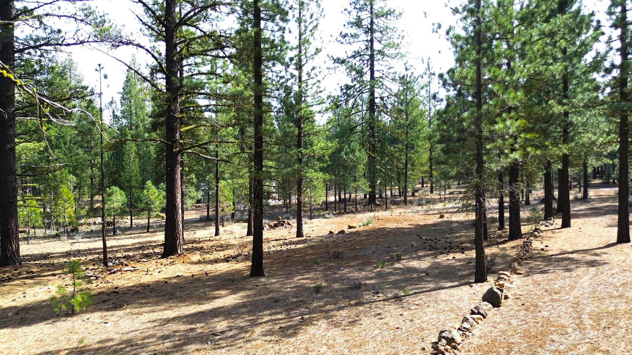 42451 Blue Heron cir, Old Station, CA for Sale