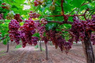 Large Table Grape and Citrus Vertical Large Table Grape and Citrus Vertical
