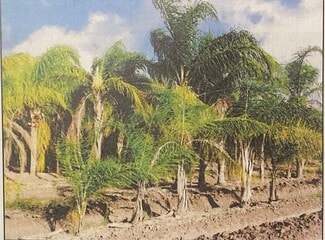 Palm Tree Nursery