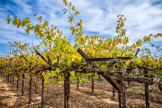 Wilton, CA Agricultural - Colony Ranch Vineyard