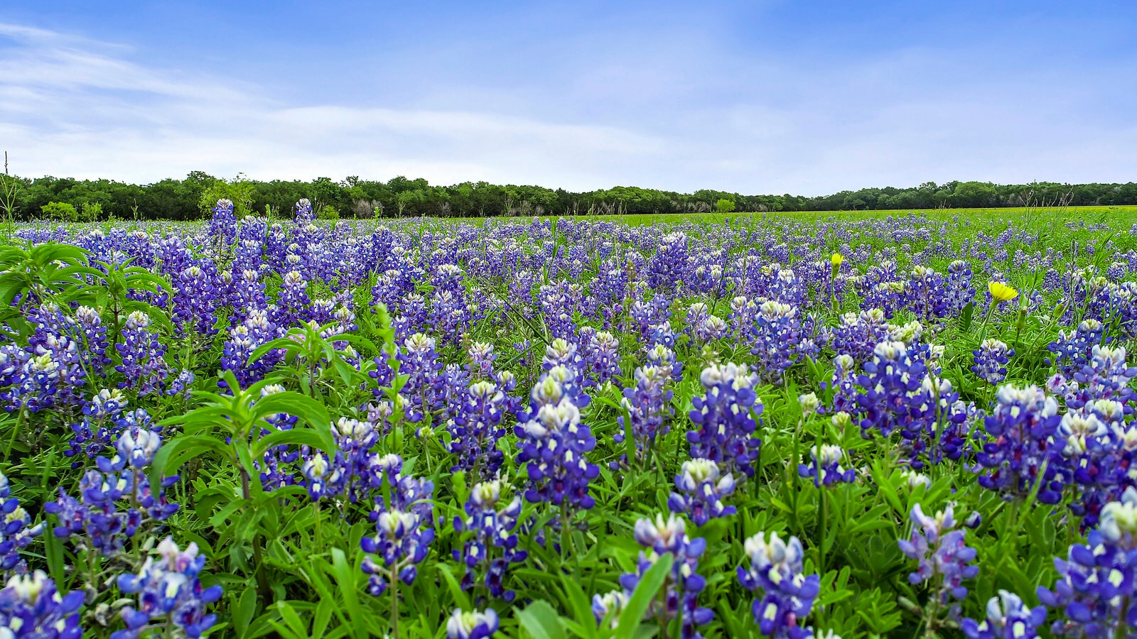 1049 County Road 201, Liberty Hill, TX for Sale