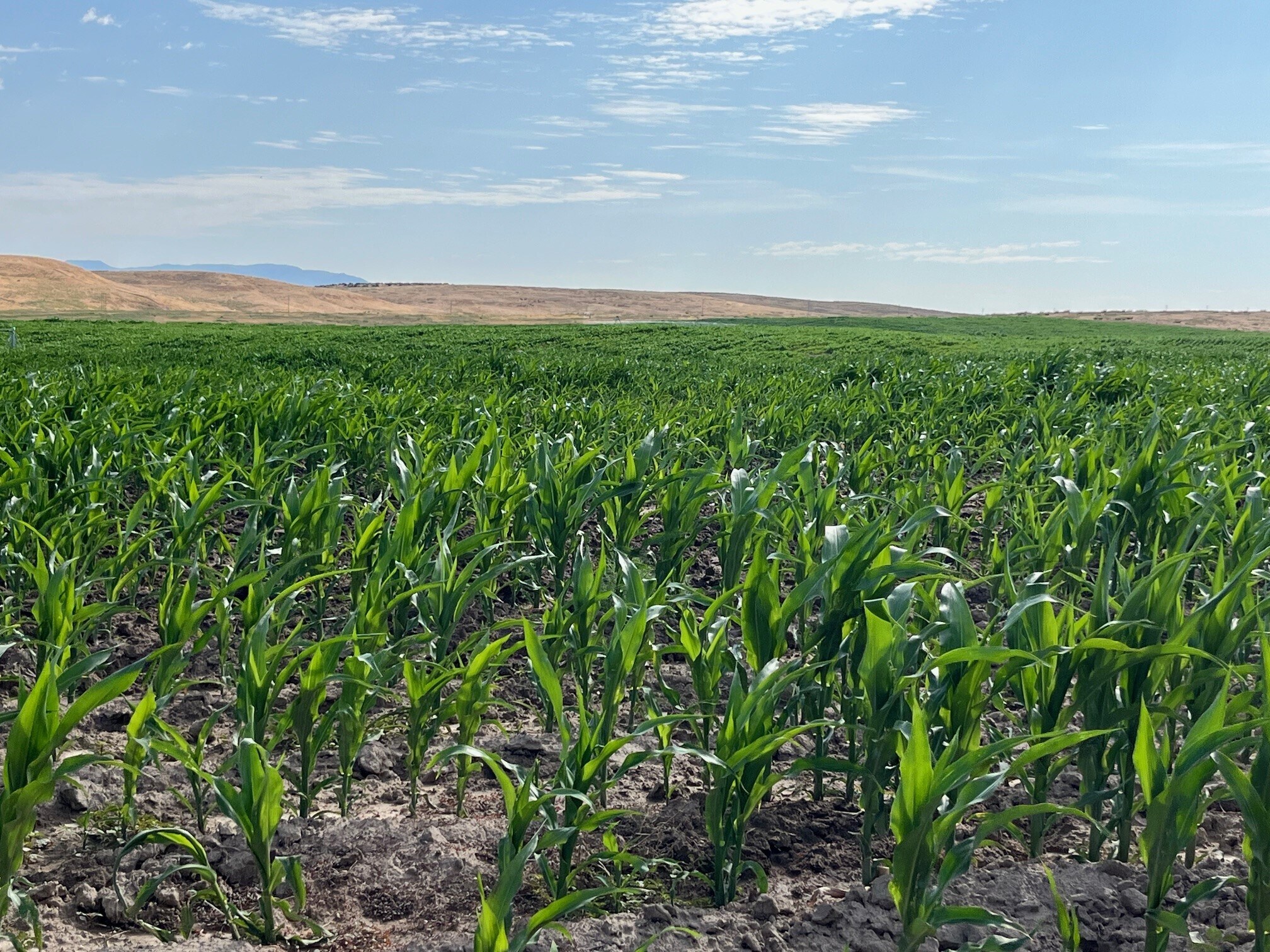 TBD Rockin B Lane, Emmett, ID for Sale