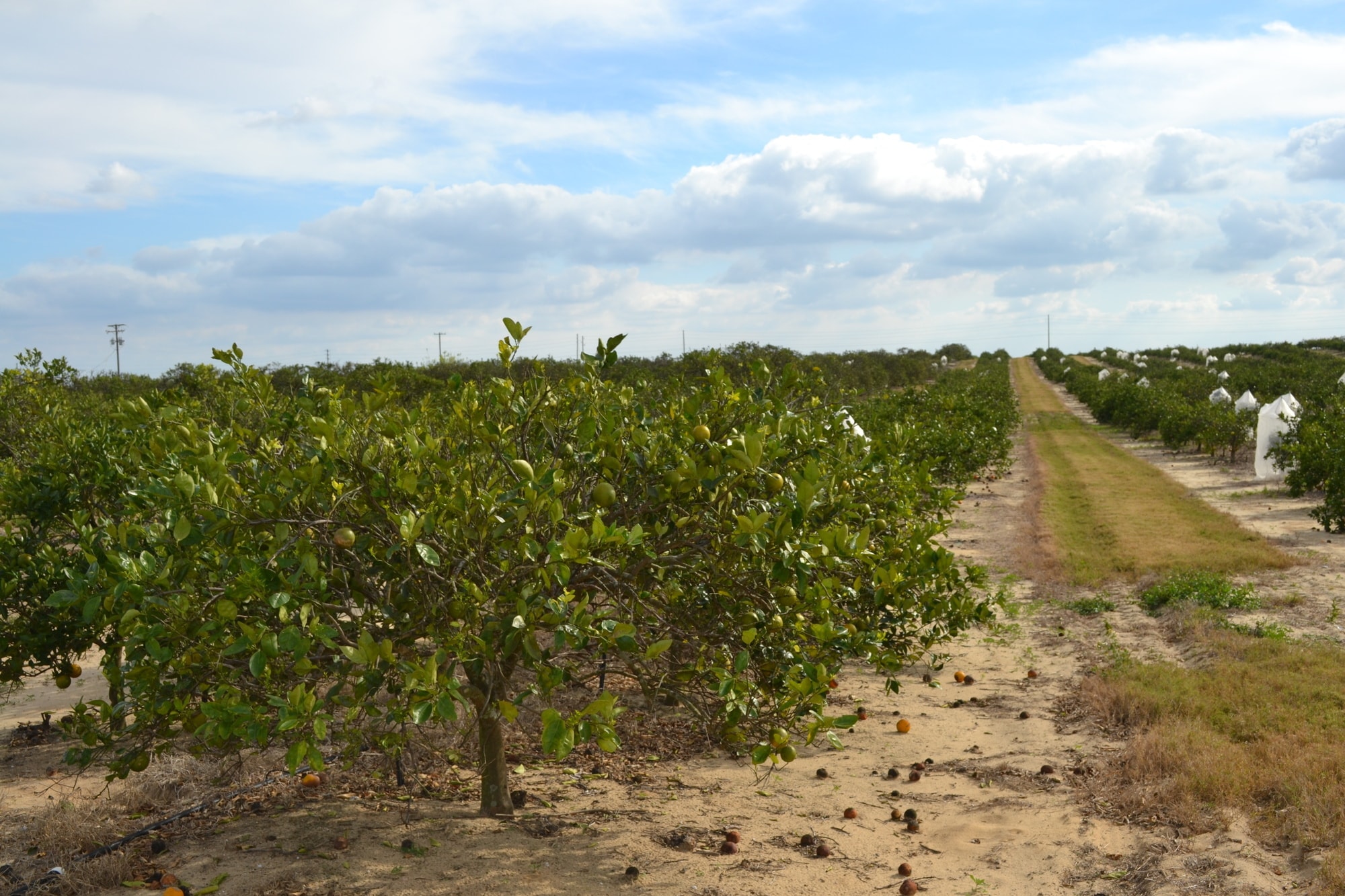 Scenic Highway, Babson Park, FL for Sale