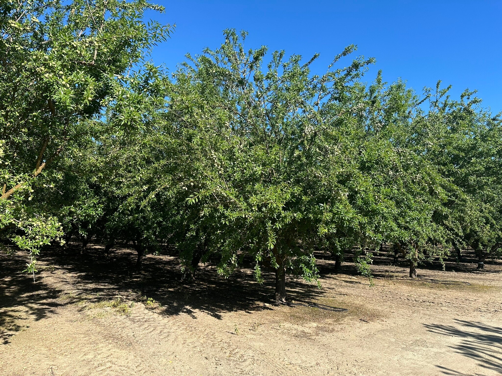 E. side of S Chestnut N. of .E Mountain View ave, Selma, CA for Sale