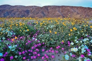 Borrego Springs, CA Commercial Land - 0 Palm Canyon Dr