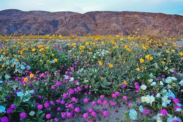 0 Palm Canyon Dr, Borrego Springs, CA for Rent