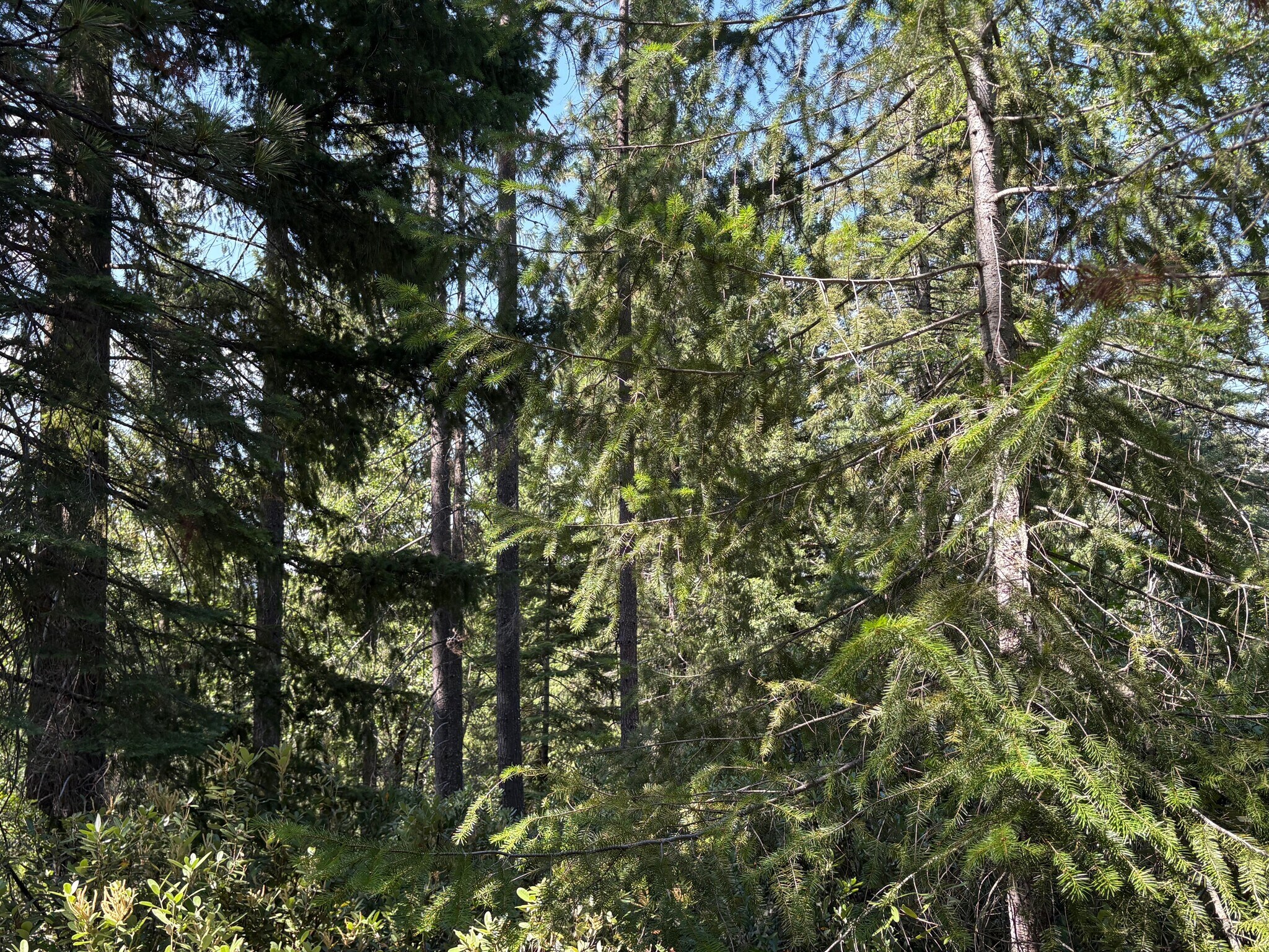 Castle Creek Rd, Mount Shasta, CA for Sale