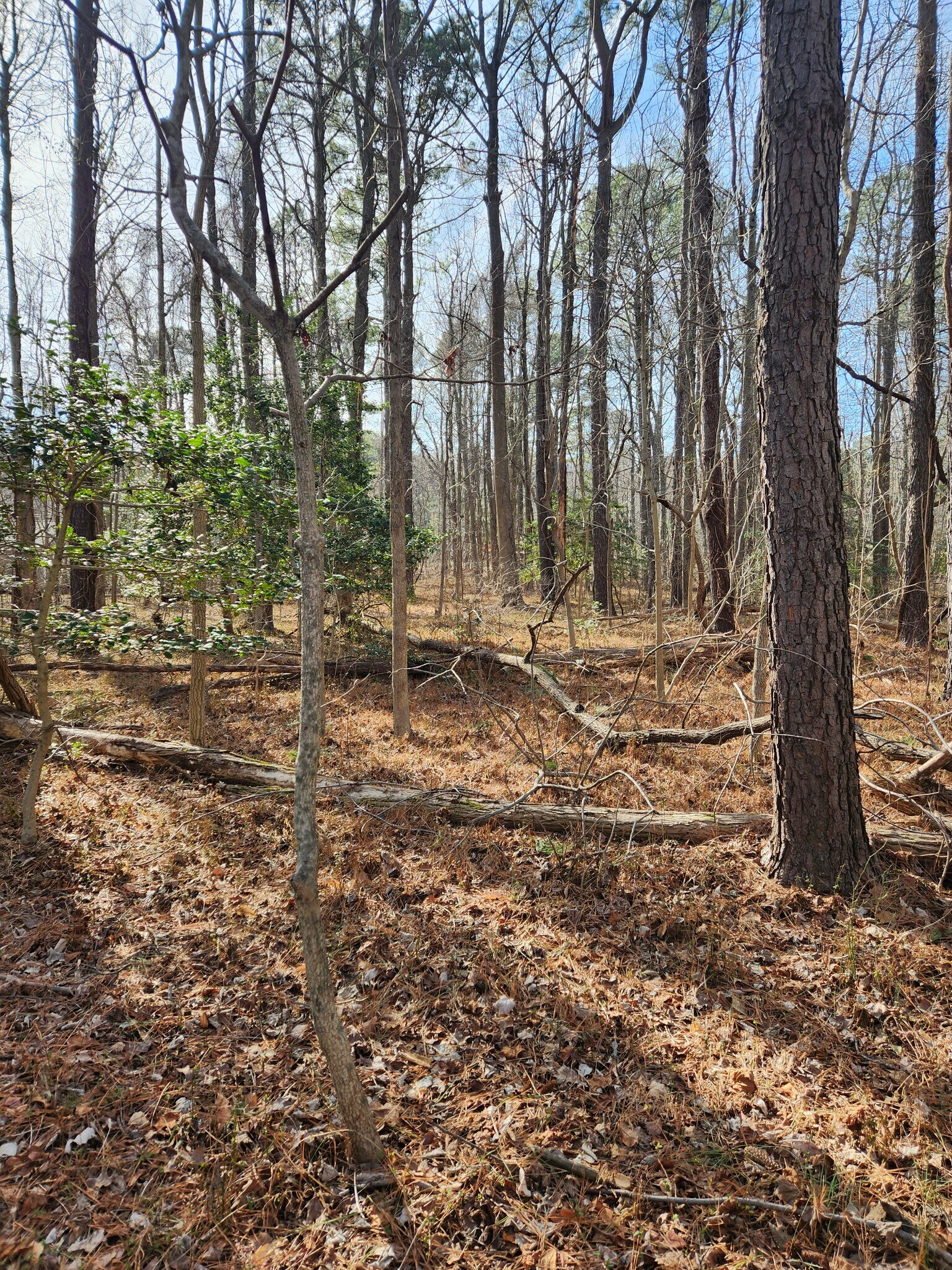 Lot 69 Plantation, Montross, VA for Sale