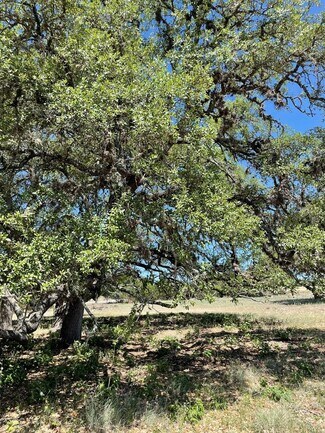 3051 Farm to Market 1376  