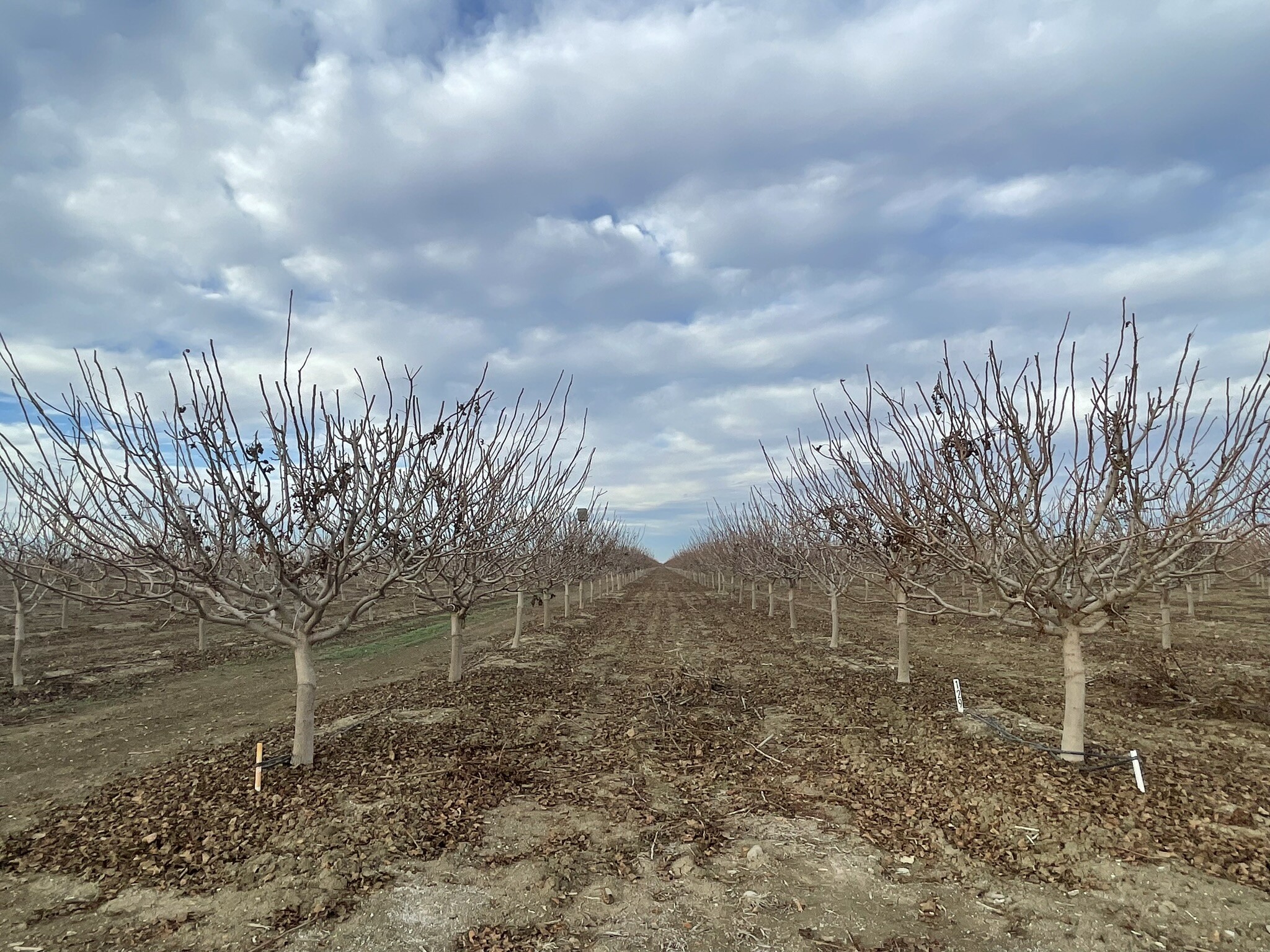 45900 Block Shields Ave, Firebaugh, CA for Sale