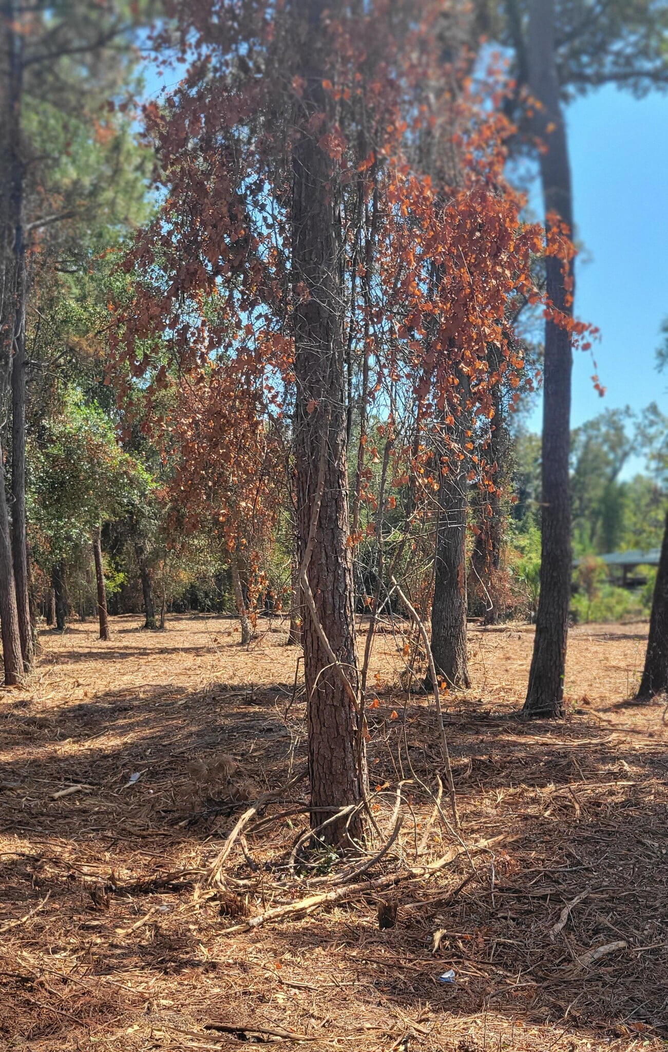 Crawfordville Highway, Crawfordville, FL for Sale