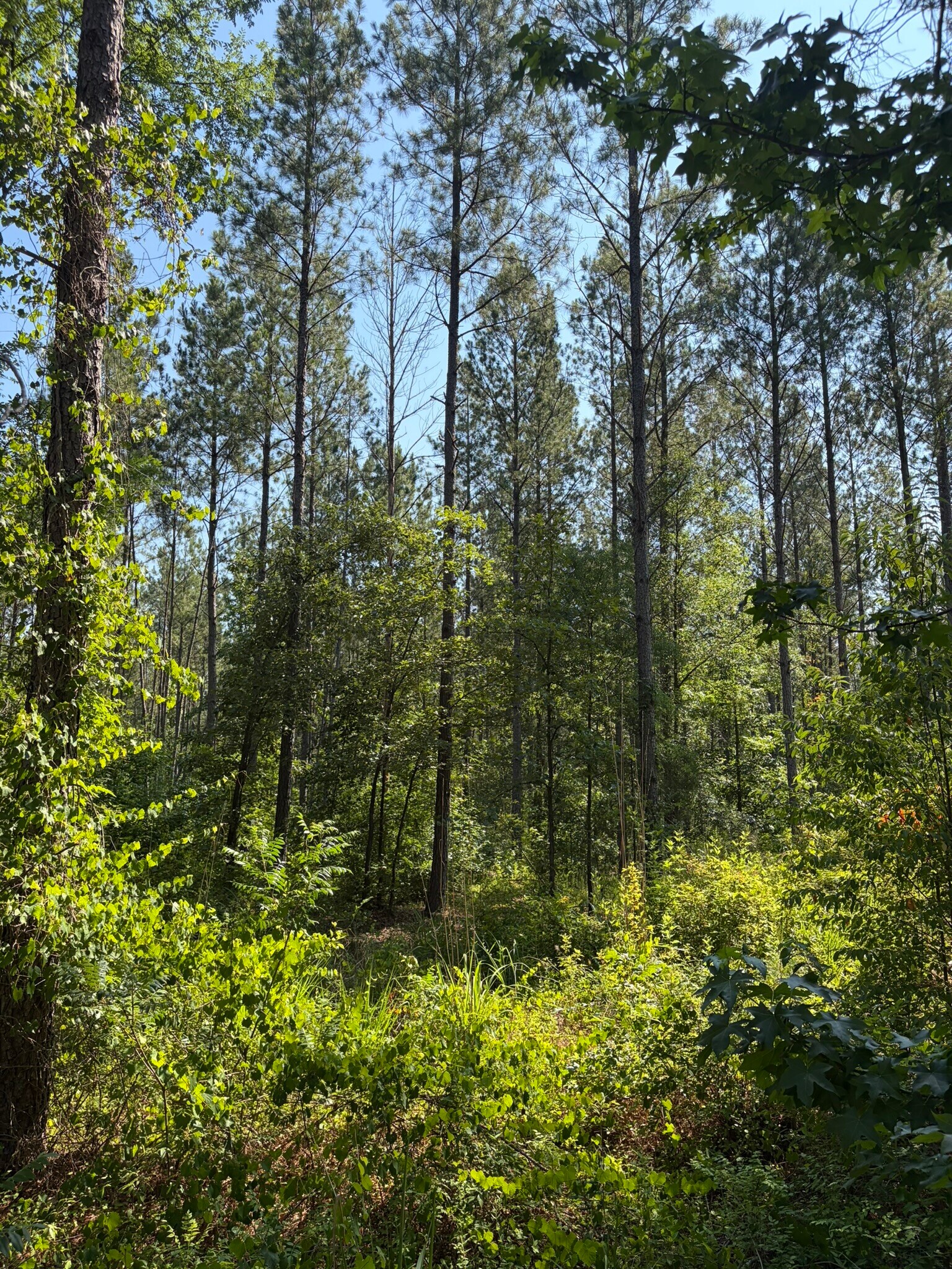 00 Everett Chappell Rd, Mount Gilead, NC for Sale