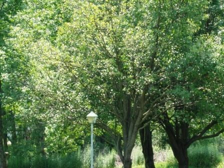 1056 S Saint Marys St, Saint Marys, PA for Sale