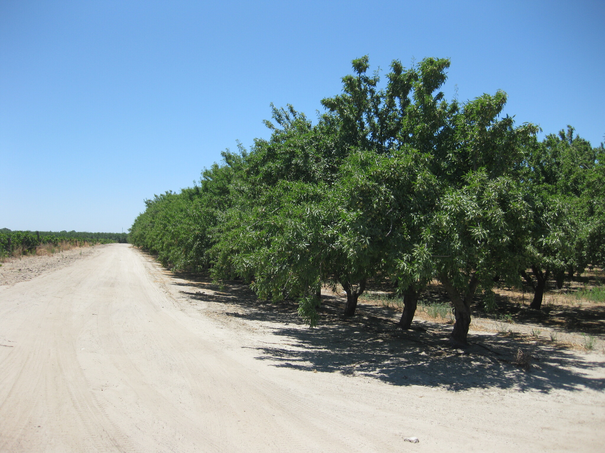 1719 W Rose Ave, Caruthers, CA for Sale