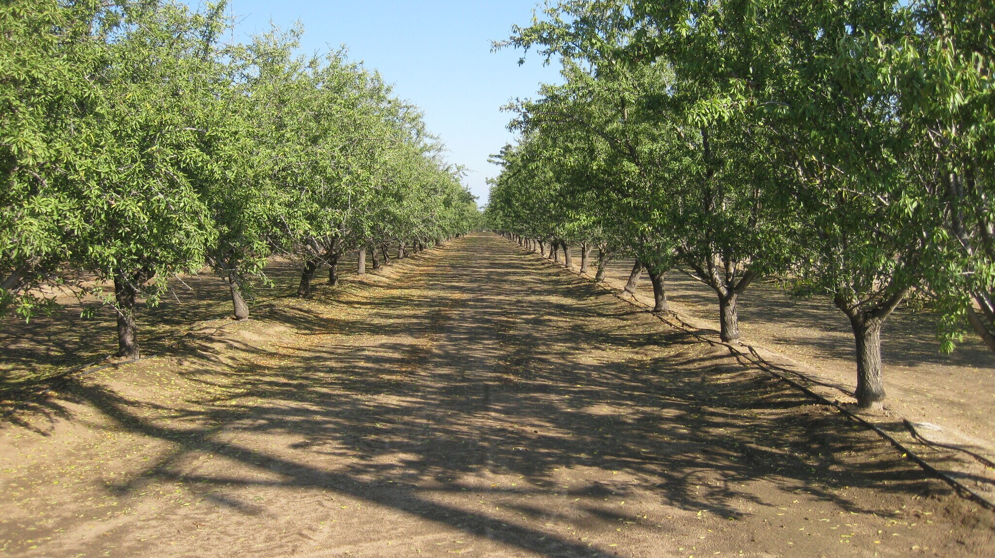 2524 N McCall Ave, Sanger, CA for Sale