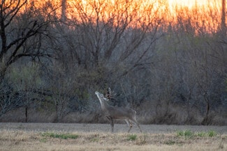 Rio Grande City, TX Agricultural - Las Brisas Road Rio Grande City, TX Agricultural - Las Brisas Road