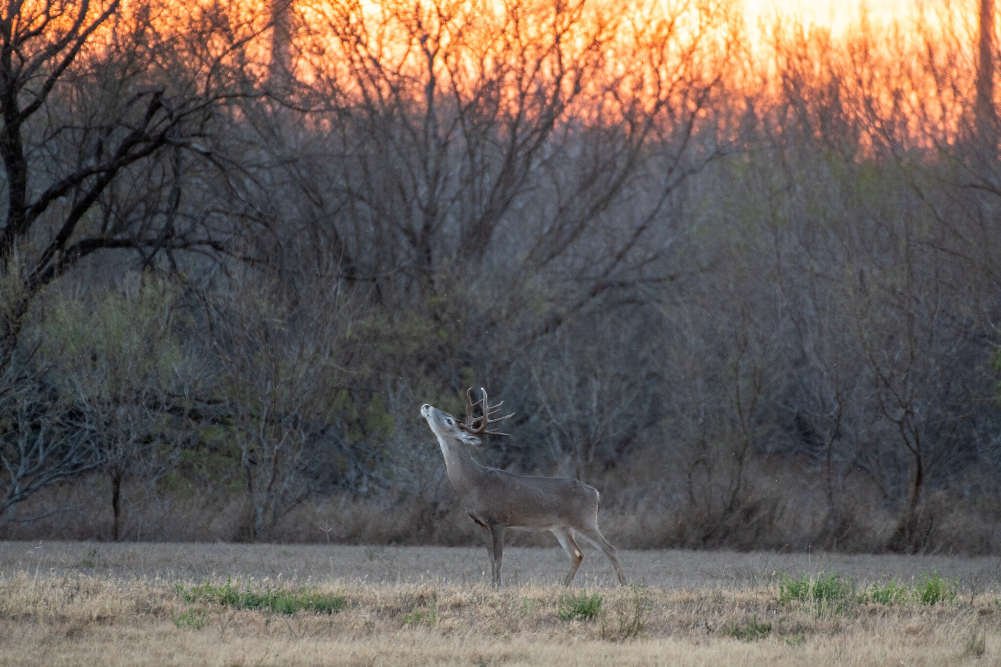 Las Brisas Road, Rio Grande City, TX for Sale