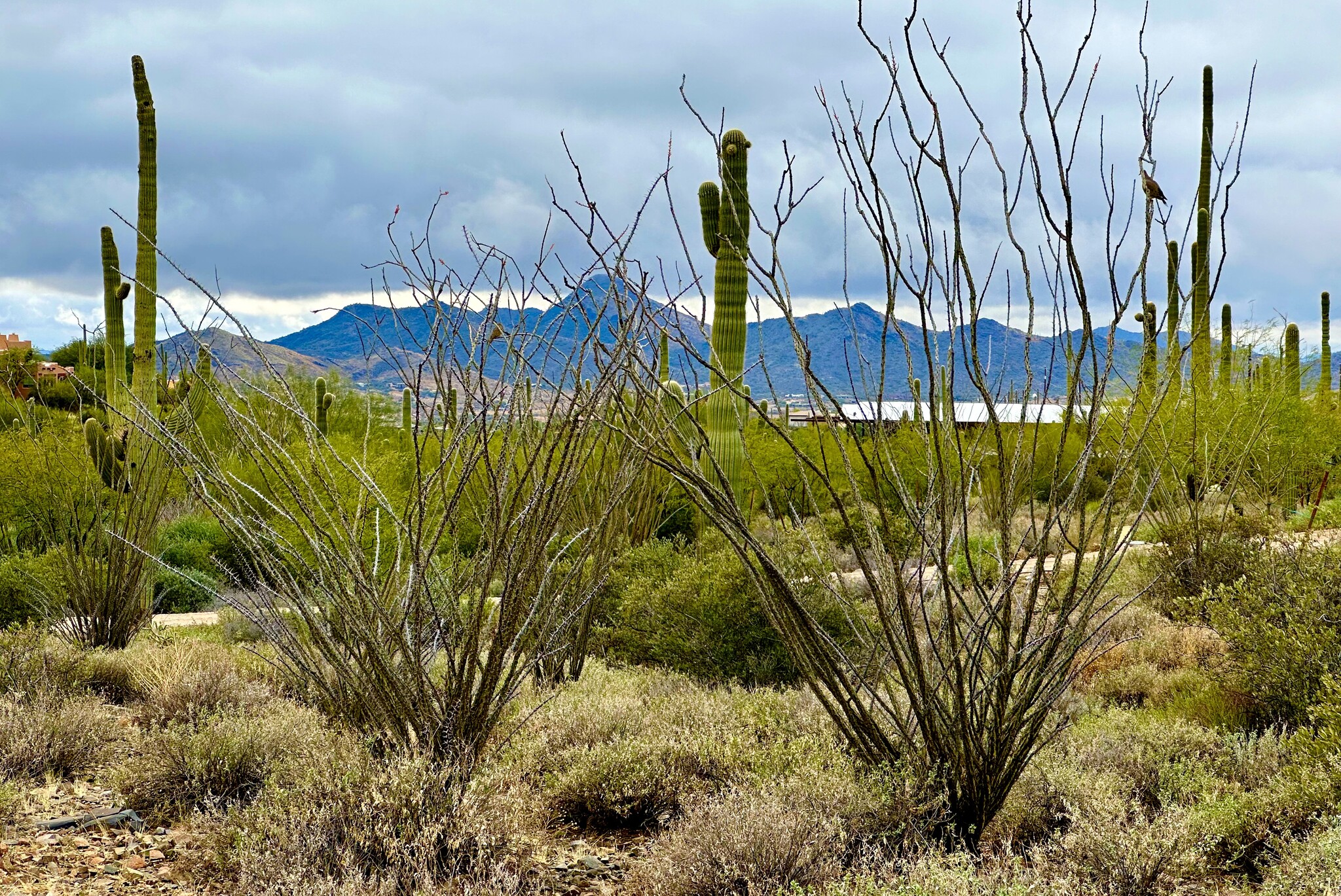 7XXX Highland Road Rd, Cave Creek, AZ for Sale