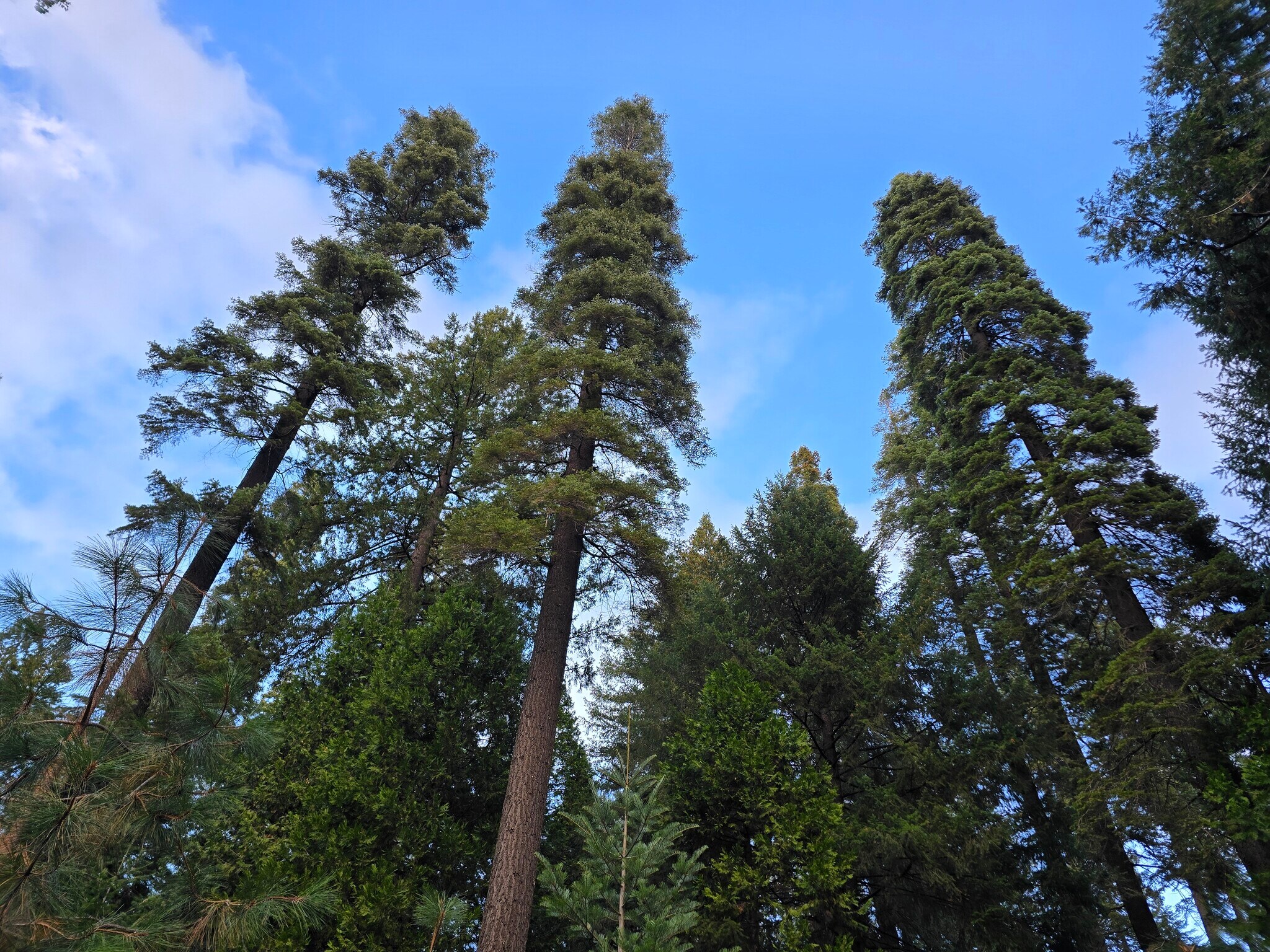 1229 Blair Rd, Pollock Pines, CA for Sale