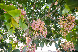 San Joaquin, CA Agricultural - Colorado ave