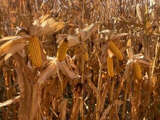 Central City, NE Agricultural - Lonetree Road Central City, NE Agricultural - Lonetree Road