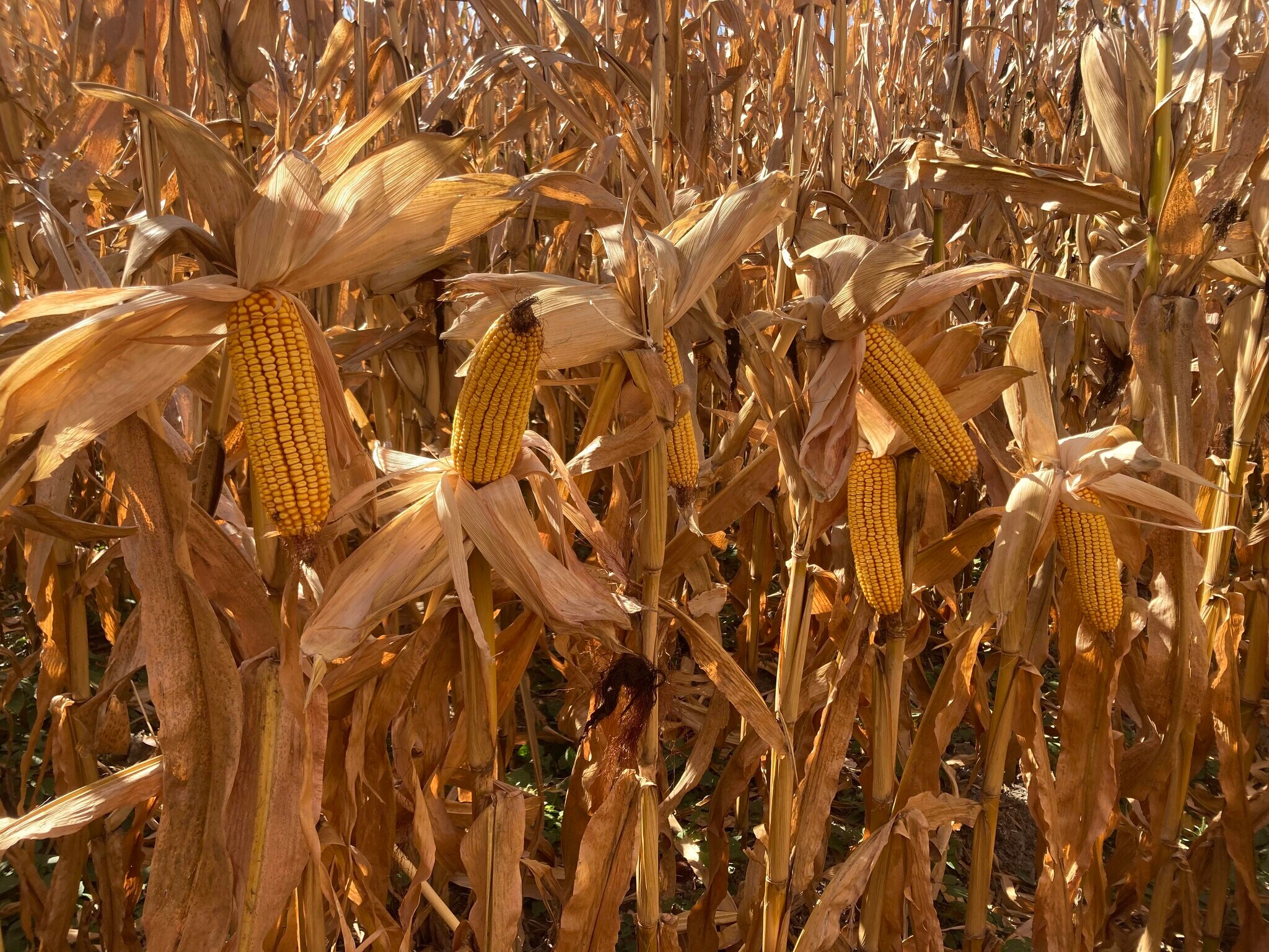 Lonetree Road, Central City, NE for Sale