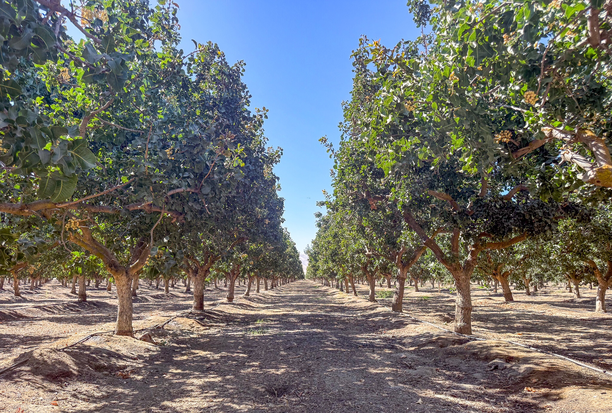General Beale Rd, Arvin, CA for Sale