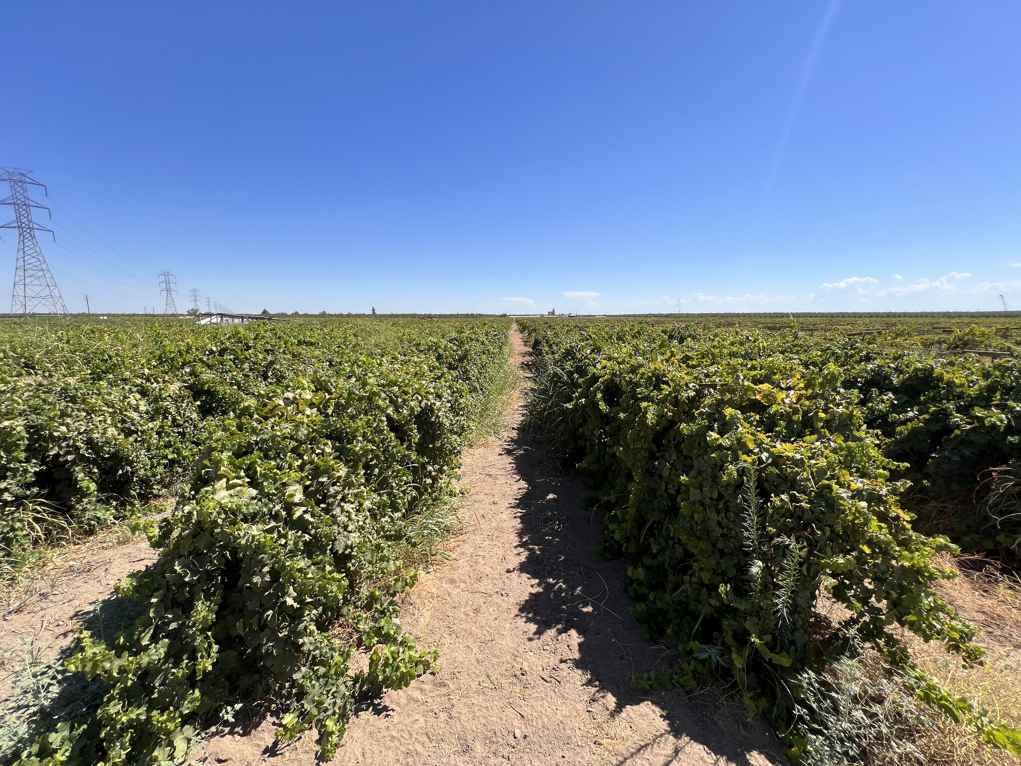 Wolf Family Vineyard - Avenue 9, Madera, CA for Sale