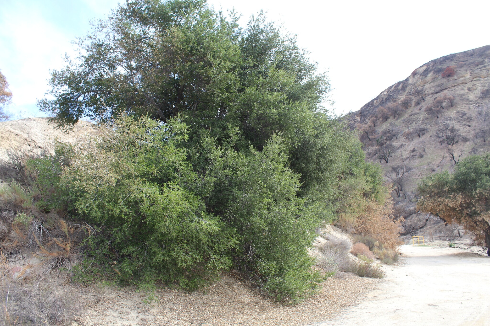 31029 Hasley Canyon Rd, Castaic, CA for Sale