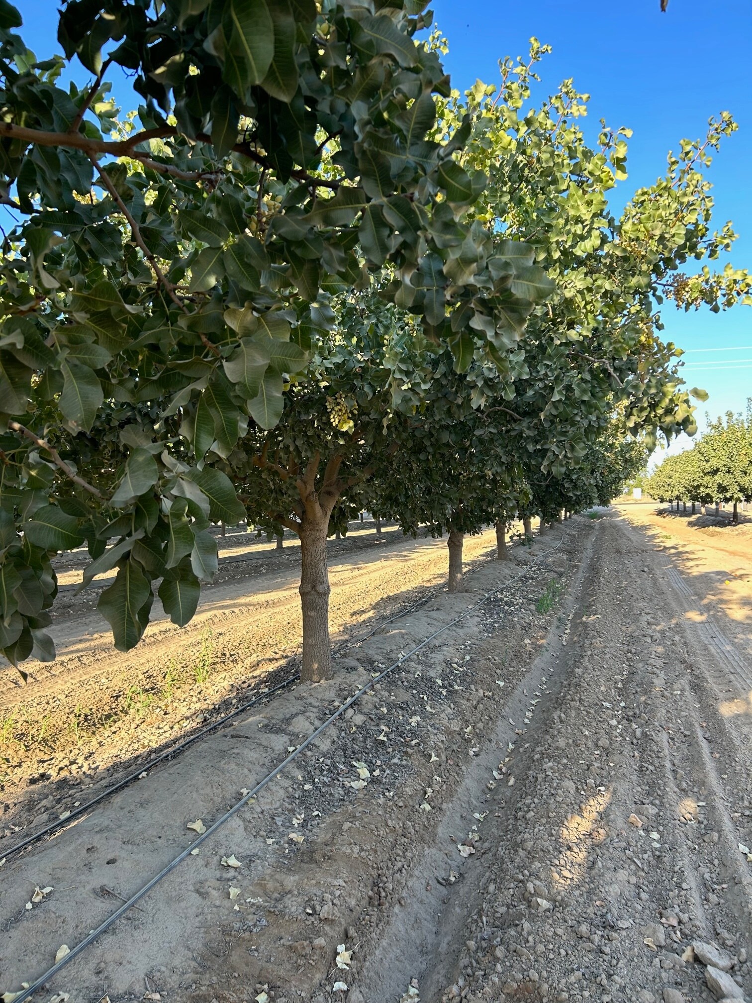 10431 S Bethel Ave, Selma, CA for Sale