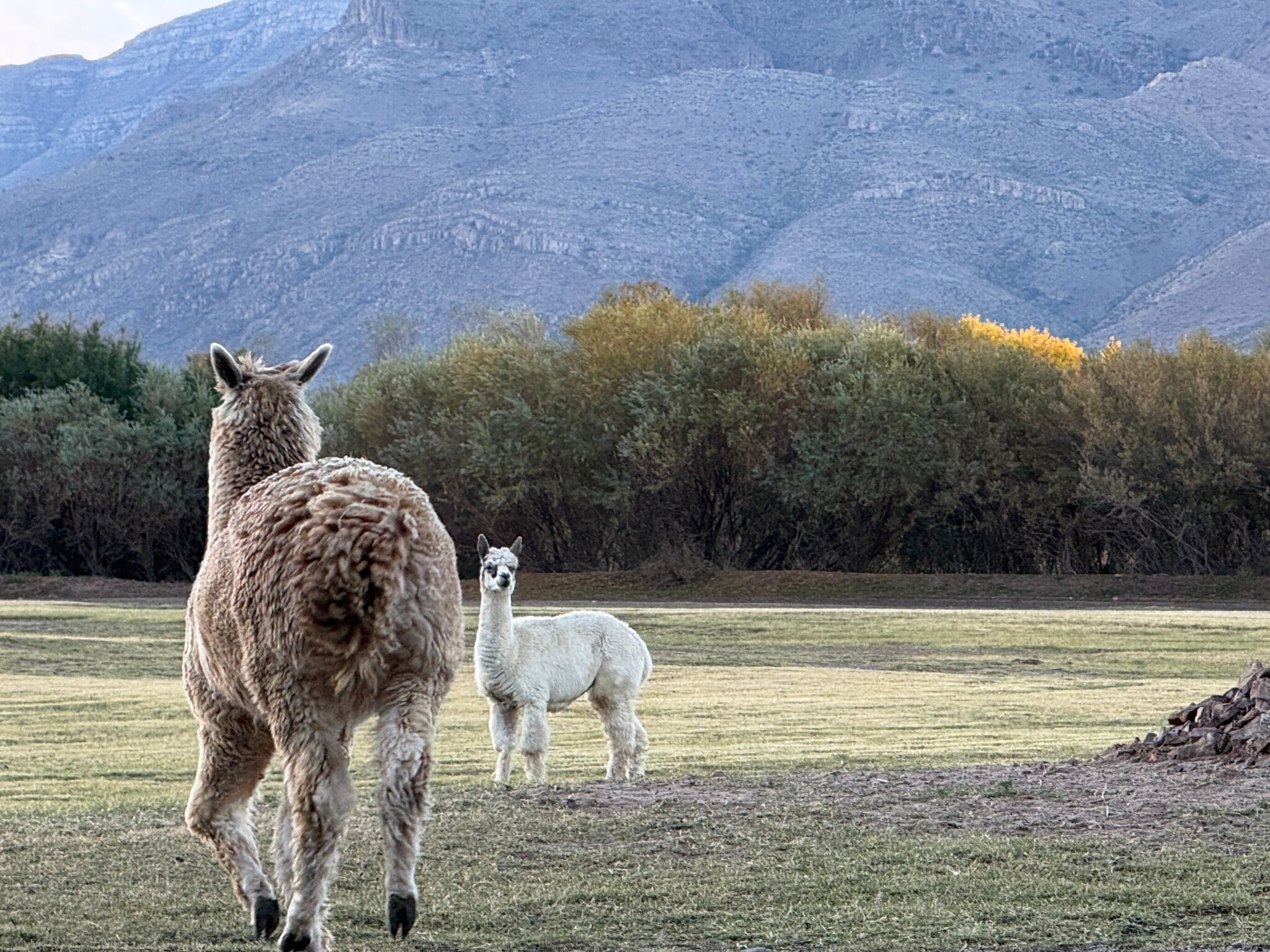 2200 County Rd D061, Las Cruces, NM for Sale
