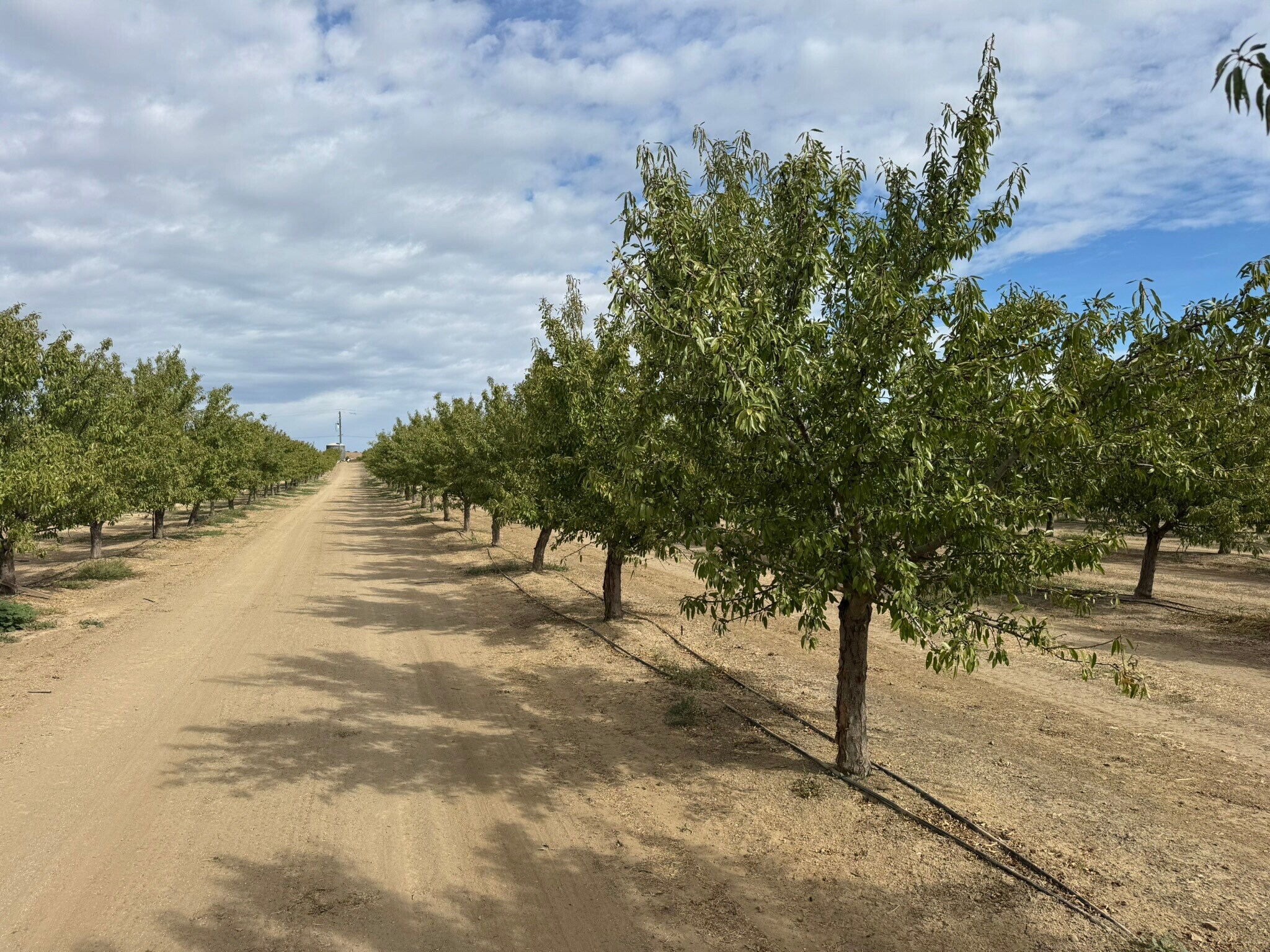 28815 County Road 12A, Esparto, CA for Sale