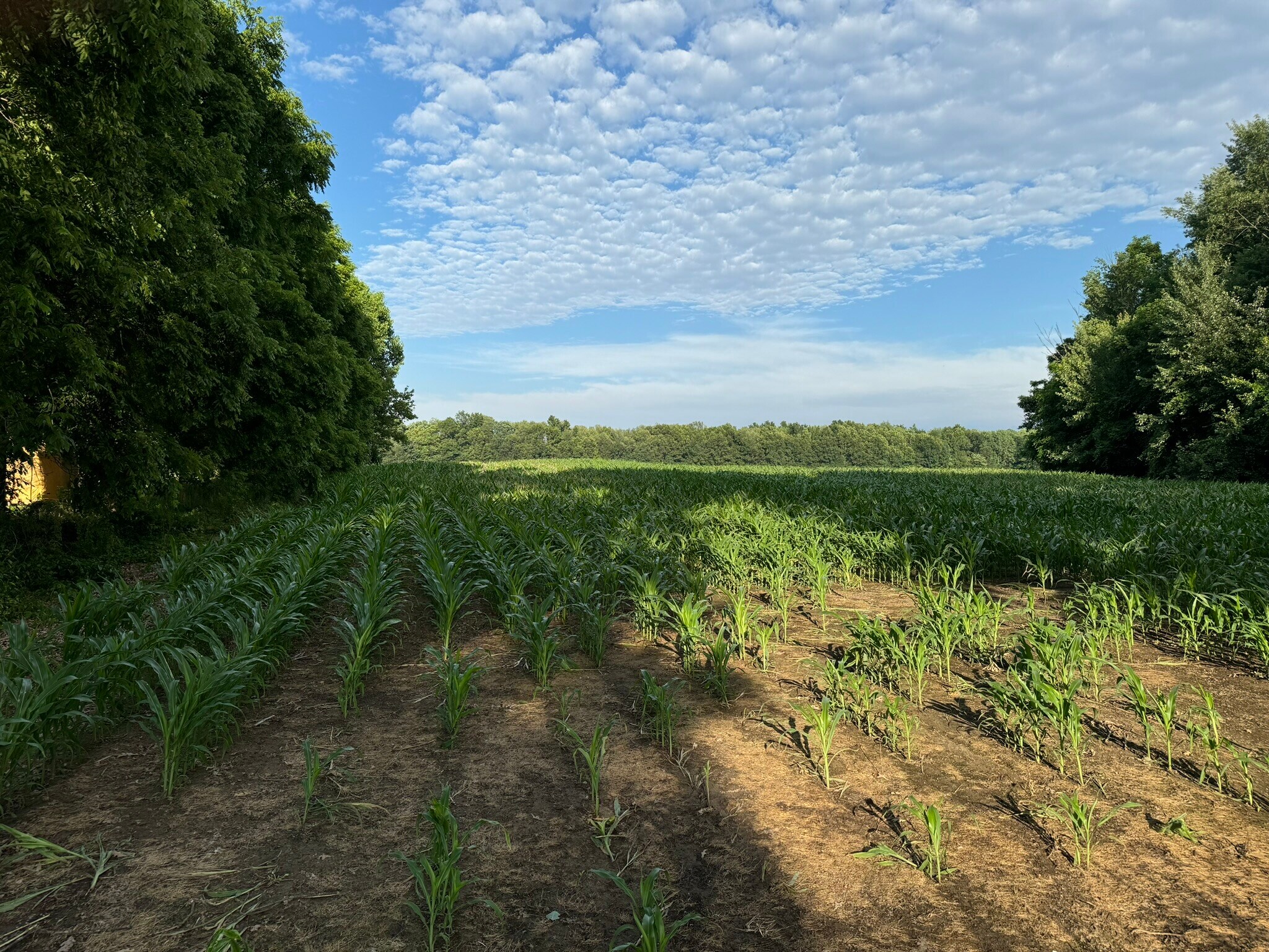 0 V/L Green St., Springport, MI for Sale