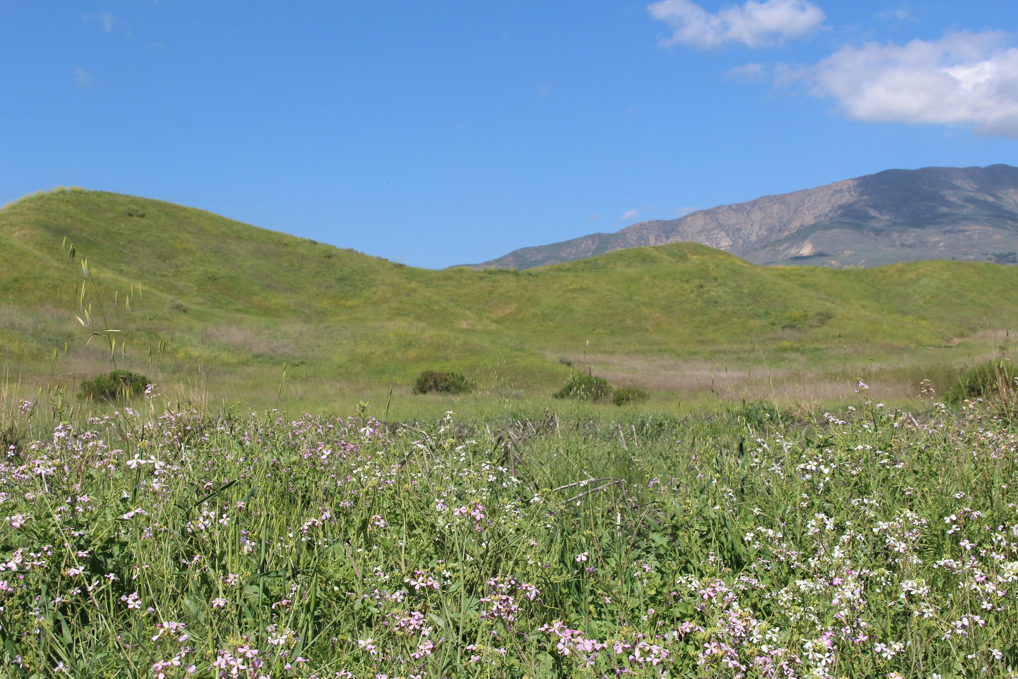 0 Dickenson Rd, Santa Paula, CA for Sale