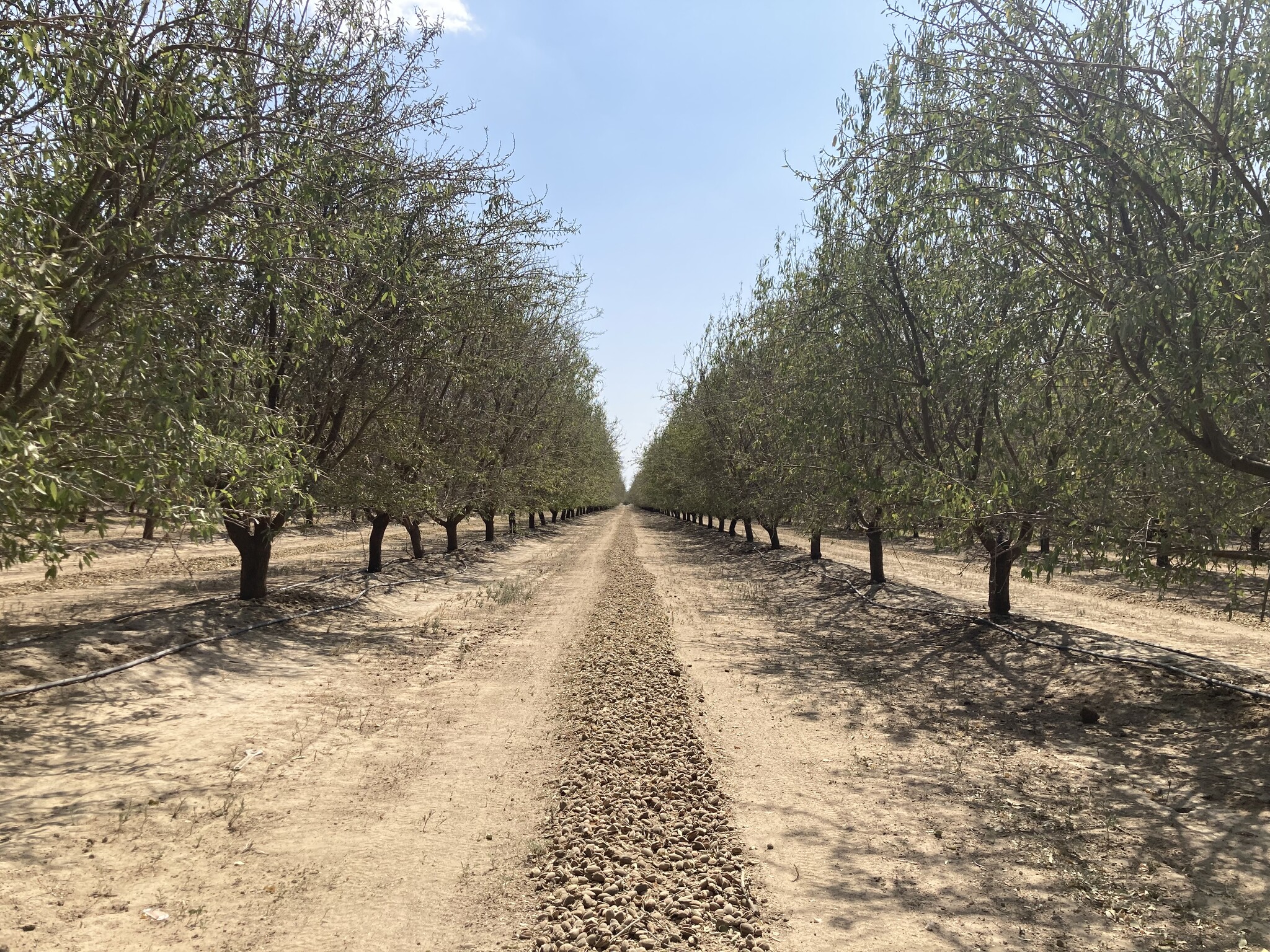 Sullivan Rd - Rosedale - Rio Bravo Almond Orchard, Bakersfield, CA for Sale