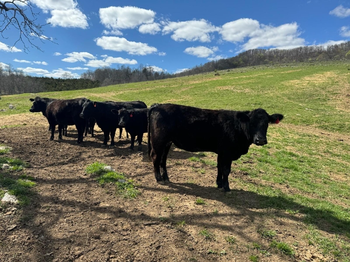 Unnamed Rd, Jonesville, VA for Sale