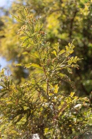 Pixley, CA Agricultural Land - E Terra Bella Ave @ Rd 140 Pixley, CA Agricultural Land - E Terra Bella Ave @ Rd 140