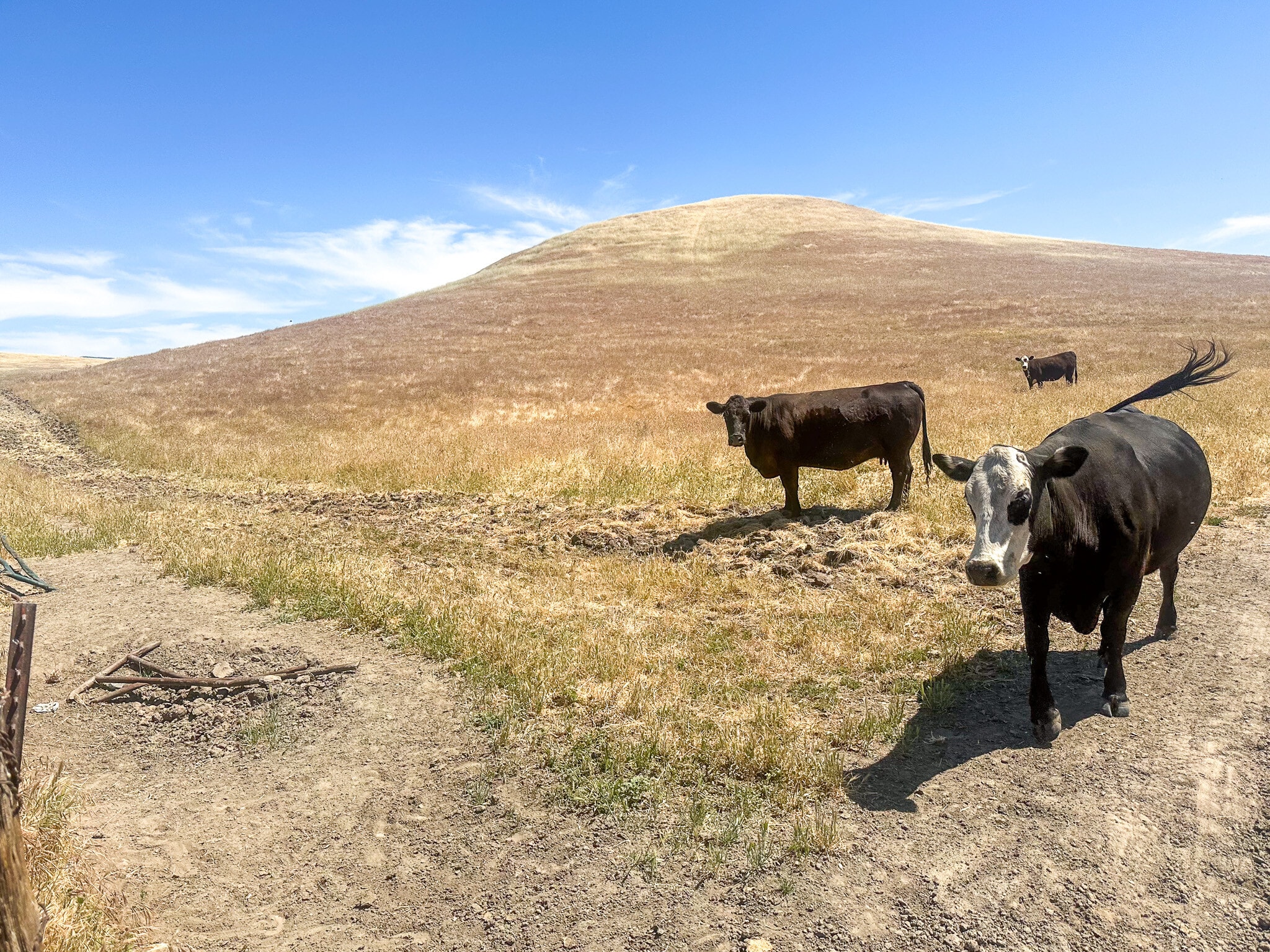 320.00 +/- Acres of Grazing Land, Mc Farland, CA for Sale