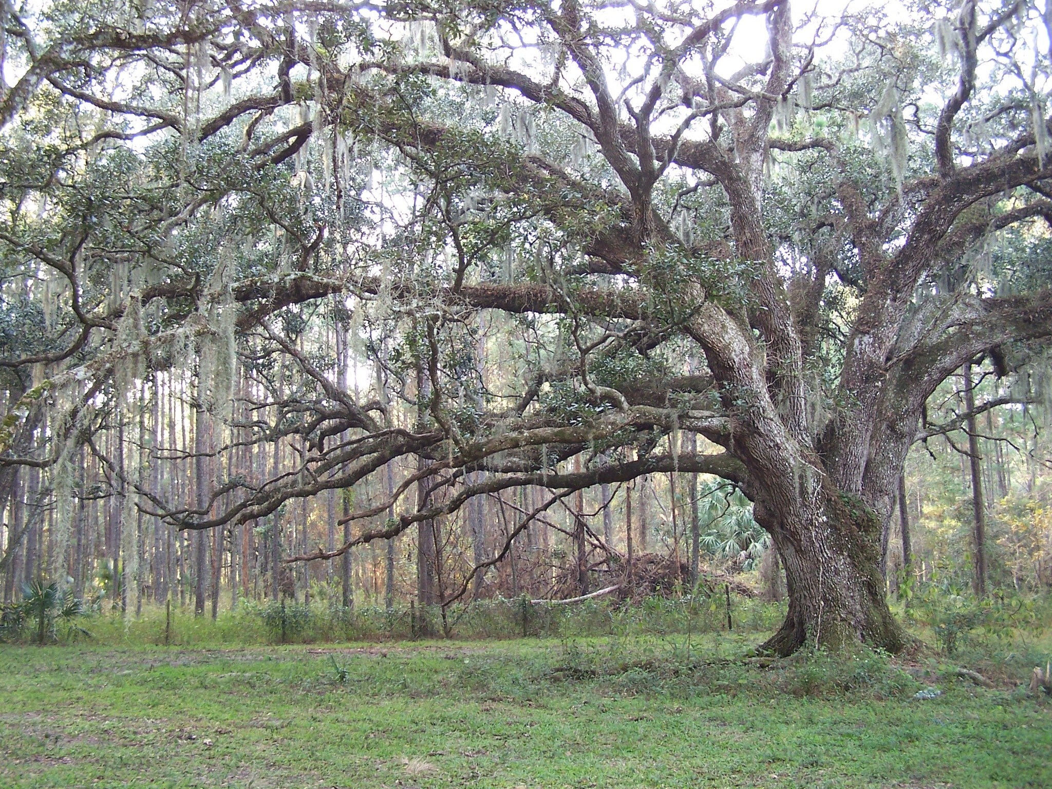 Powell Rd, Brooksville, FL for Sale