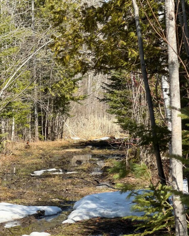 Witt Rd, Alpena, MI for Sale