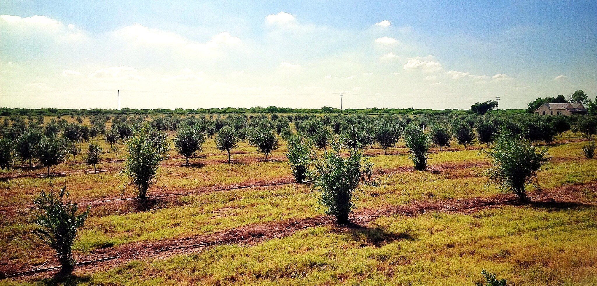 9846 CR 260, Realitos, TX for Sale