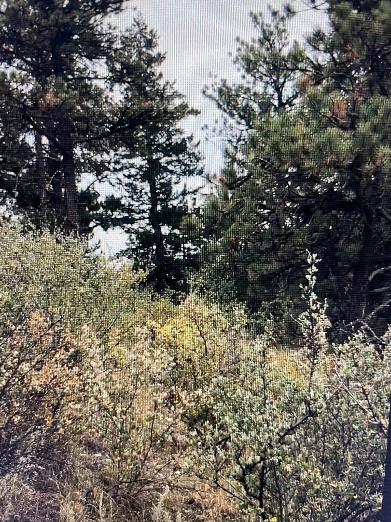 10 Miners Rd Black Hawk, CO 80422 Land Property for Sale on