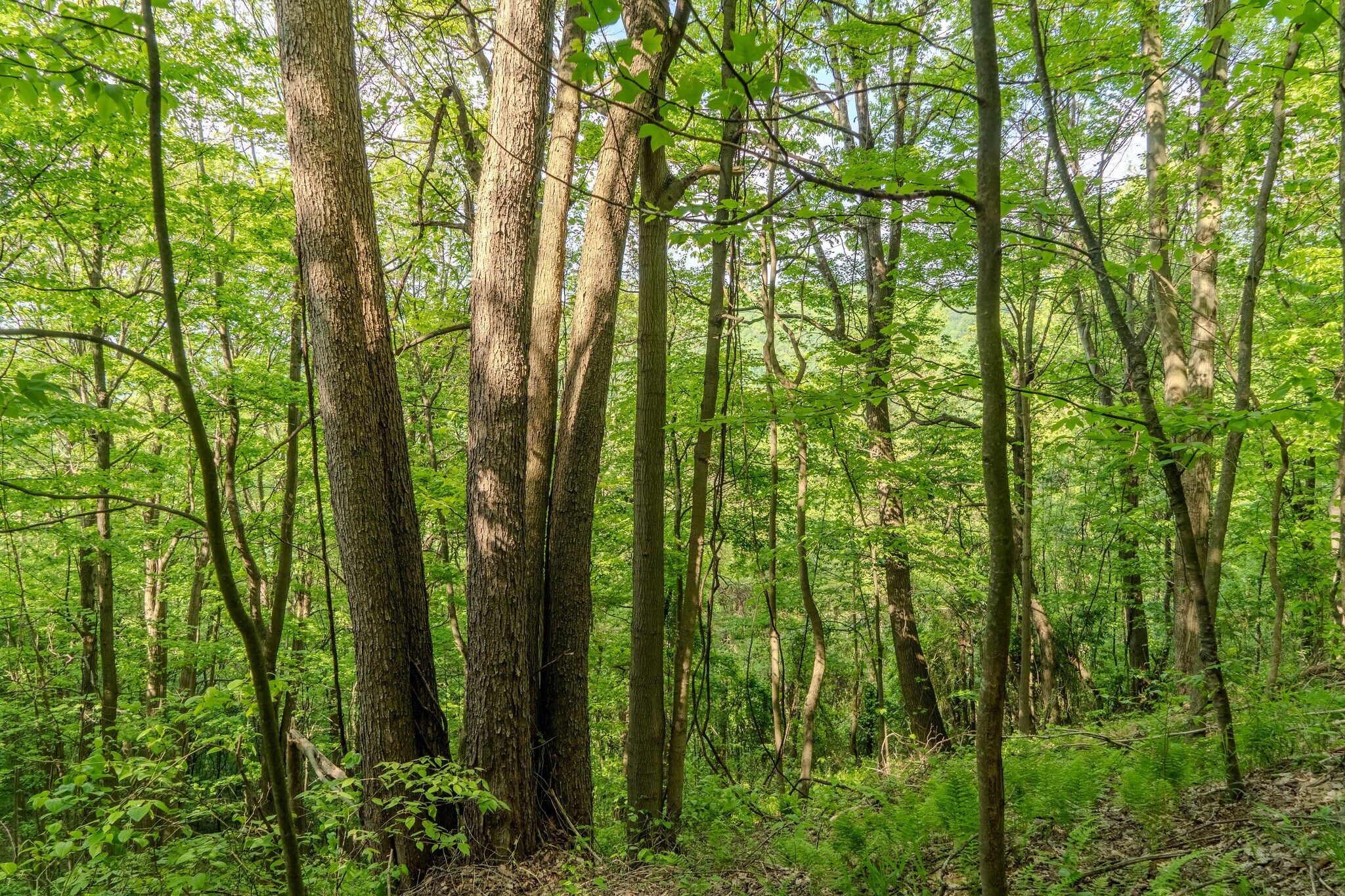 0 Bidwell Rd, Mill Run, PA for Sale