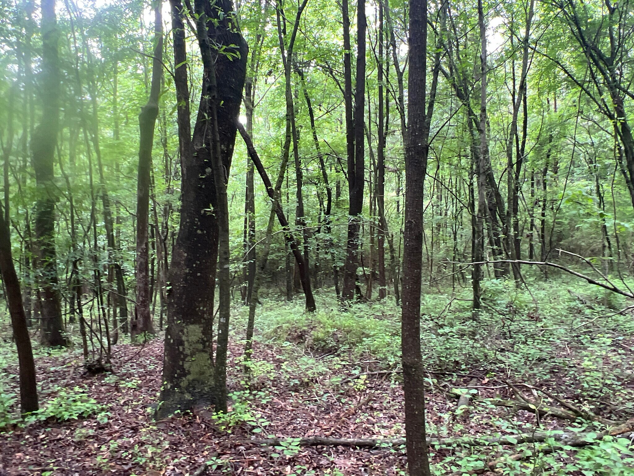 2895 Pine Chapel Rd NE, Resaca, GA for Sale