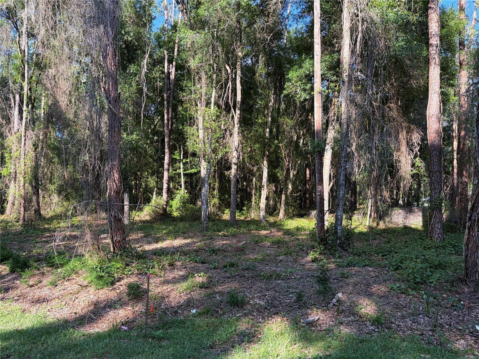 9192 CR 647Cs, Bushnell, FL for Sale